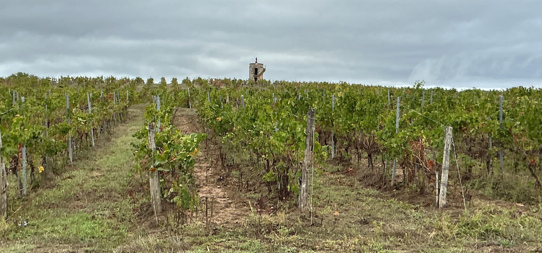 Les vignes du Domaine de la Refrénie à Saint-Sauveur, en Dordogne